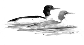 Common_merganser.jpg thumbnail