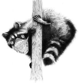 Coonigator.jpg thumbnail