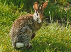 cottontail.jpg thumbnail