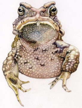 cover_frog.jpg thumbnail