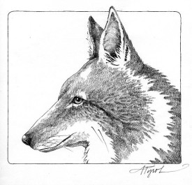 coyotes.jpg thumbnail