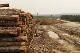 cree1.jpg thumbnail