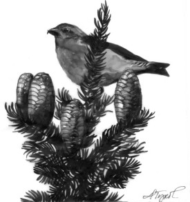 crossbill_and_balsam_web.jpg thumbnail