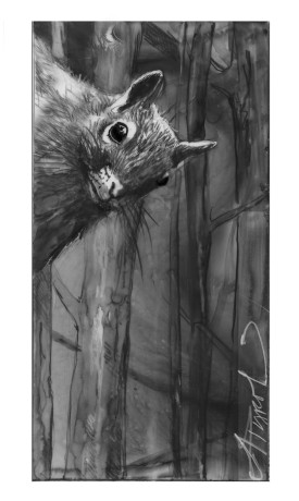 Gray squirrel thumbnail