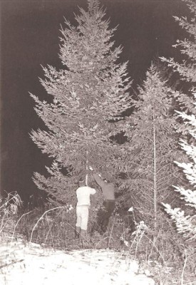 dave_xmas_tree.jpg thumbnail