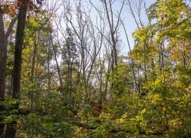 Dead trees thumbnail