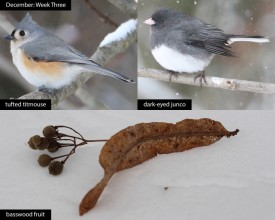 December nature thumbnail