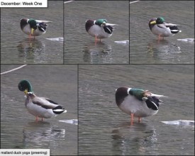 December ducks thumbnail