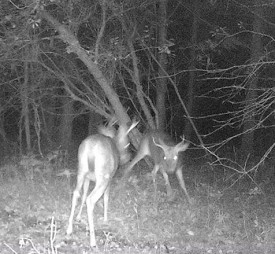 deer_fight_Header.jpg thumbnail