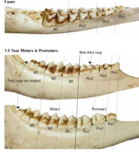 deerjaw1.jpg thumbnail