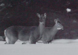 deeryard2.jpg thumbnail