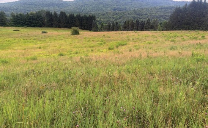 Field thumbnail