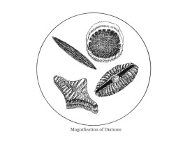 Diatoms.jpg thumbnail