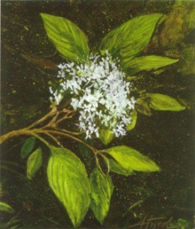 dogwood.jpg thumbnail