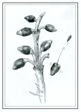Eastern dwarf mistletoe thumbnail