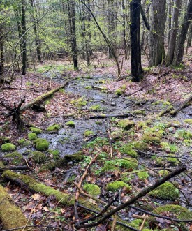 Forest seepage thumbnail