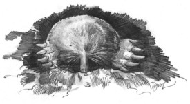 Eastern_mole.jpg thumbnail
