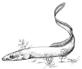 Eel_web.jpg thumbnail