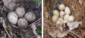 Woodcock vs Grouse eggs thumbnail