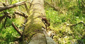 EK000049_mink_header.jpg thumbnail