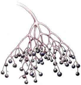 elderberry_web.jpg thumbnail