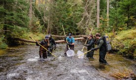 Electrofishing thumbnail
