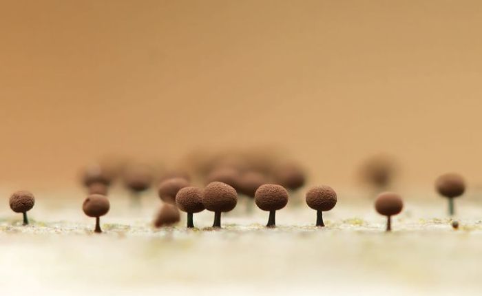 enerthenema-papillatum.jpeg thumbnail