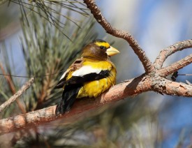 Evening grosbeak thumbnail