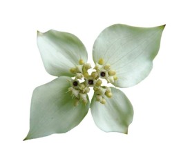 exploding_flowers1.jpg thumbnail