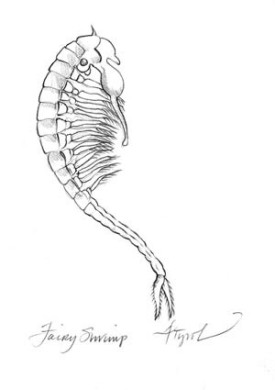 Fairy_Shrimp.jpg thumbnail
