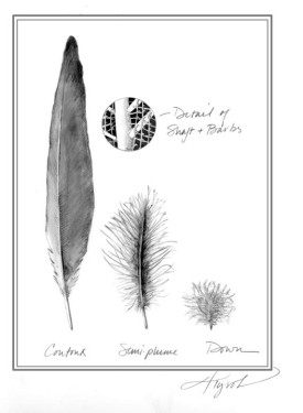 feathers.jpg thumbnail