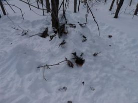 feathery_mess.jpg thumbnail