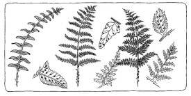Ferns.jpg thumbnail