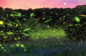 Firefly_1.jpg thumbnail
