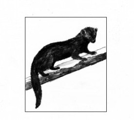 Fisher_1.jpg thumbnail