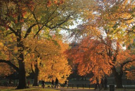 foliage2.jpg thumbnail