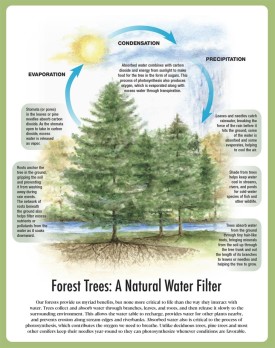 Forest Trees thumbnail
