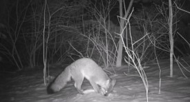 Fox_1_web.jpg thumbnail