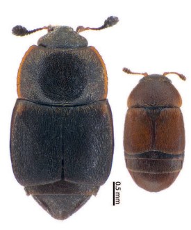 Beetles thumbnail