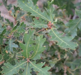 Gambel oak thumbnail