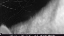 Game_Cam_Mystery_2_2_17_web.jpg thumbnail