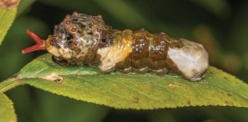 giant_swallowtail_caterpillar_web.jpg thumbnail