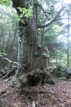 Gnarly_Maple_Header_w.jpg thumbnail