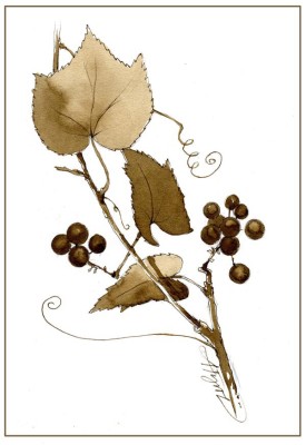 grape_web.jpg thumbnail