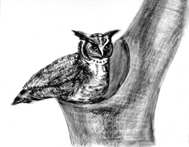 great_horned_owl_web.jpg thumbnail