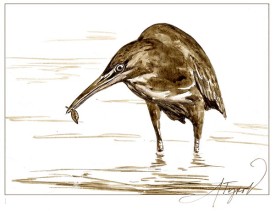 Green_Heron_w.jpg thumbnail