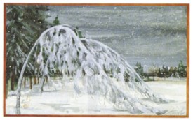 grey_birch.jpg thumbnail