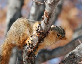 Hannah_Leitheiser_Squirrel_Spr13.jpg thumbnail