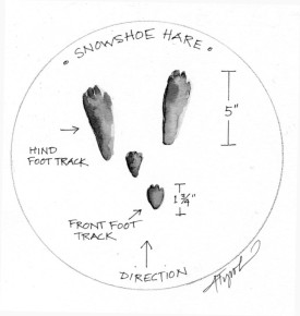 haresnowpix_popup_800.jpg thumbnail