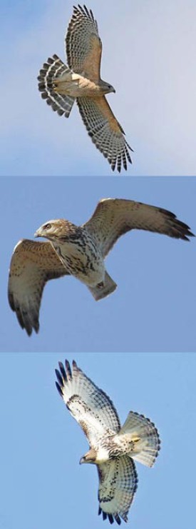hawks2.jpg thumbnail